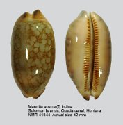 Mauritia scurra indica